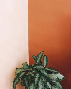 How to style your home with peach tones